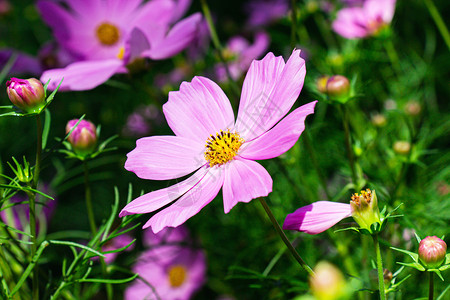 墨西哥紫苑季节草地高清图片