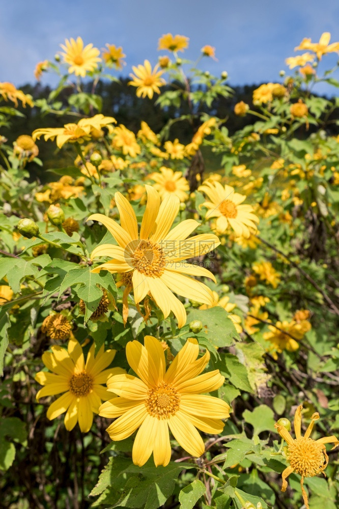 草地花粉在公园高山上的公园在夏季生动和明亮的树冠墨西哥向日葵紧贴上美丽图片