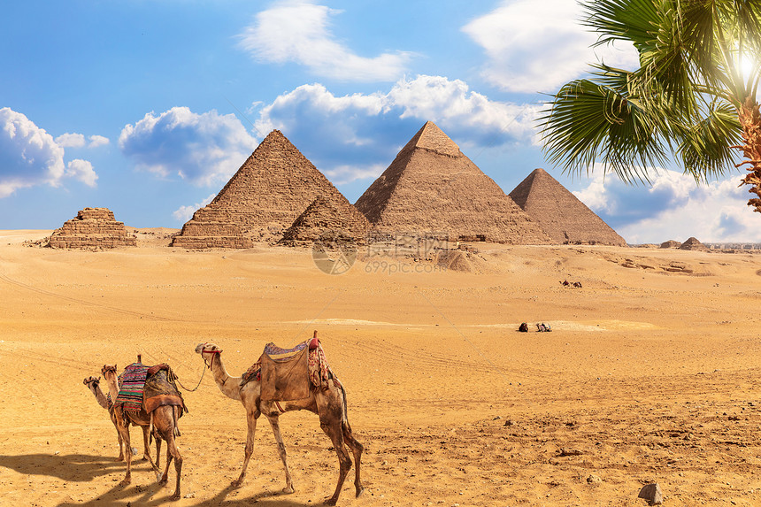 地标撒哈拉埃及吉萨金字塔群和附近休息的骆驼埃及吉萨金字塔群和附近休息的骆驼文明图片