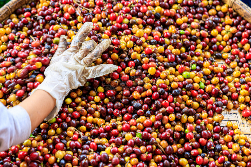 人工手筛选咖啡豆过程图片