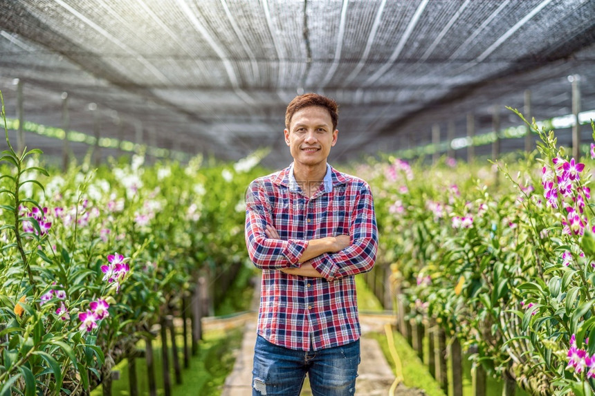 兰花园艺农场紫兰花正在园农场盛开幸福的缔造者是跨过的在泰国Bangkok农庄中紫兰花是出口商业越过图片
