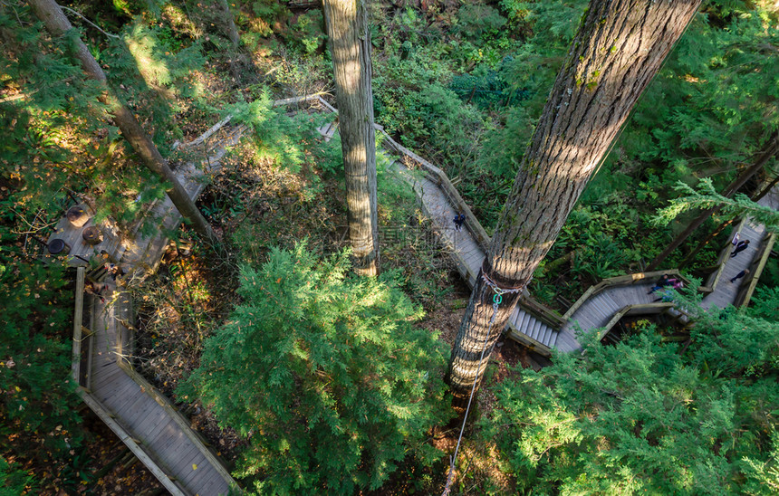 荒野谷天线加拿大北温哥华Capilano悬浮桥公园树顶自然景观图片