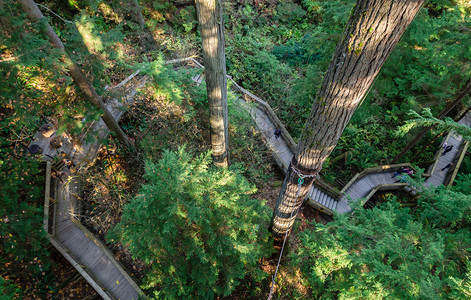 悬浮森林桥荒野谷天线加拿大北温哥华Capilano悬浮桥公园树顶自然景观背景