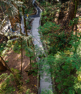 游客加拿大北温哥华Capilano悬浮桥公园的Wooden足桥小道地标荒野背景