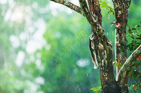 泰国欢乐芬莱森斯柯松鼠或可变在淋雨中放树枝的水弛图片