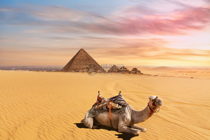 文化Menkaure金字塔群前的可爱骆驼吉萨开罗埃及在Menkaure金字塔群前的可爱骆驼埃及伟大的著名图片