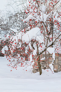 木头自然冬天在雪中一场暴后卡利纳被雪中一层厚的覆盖中红宝石图片