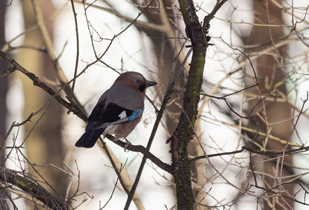 羽毛荒野美丽的鸟坐在公园树枝上高清图片