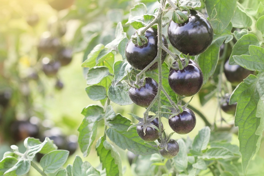 花园里成熟的靛蓝玫瑰黑番茄藤花园里成熟的靛蓝玫瑰黑番茄藤收获乡村自然图片