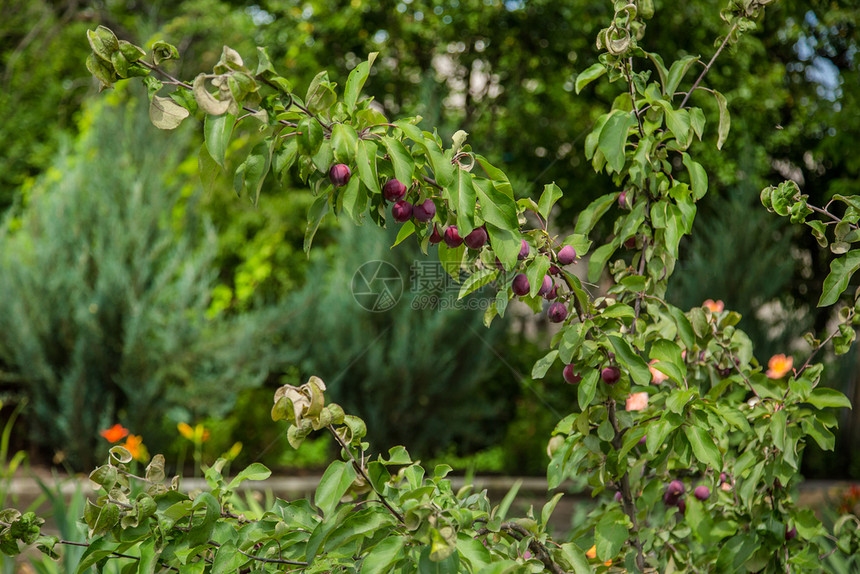 小野外红网苹果Crabapples作为紧凑的装饰树受到欢迎在春花中开秋天小野外红网苹果中提供彩色水植物雪东图片