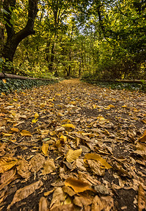 红色的平静一种秋景观公园树木和秋季叶落树在一个公园中进行选择图片