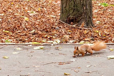 蓬松的橙鼠在秋季公园的柏油路上行走核桃尽管灰色的有趣图片