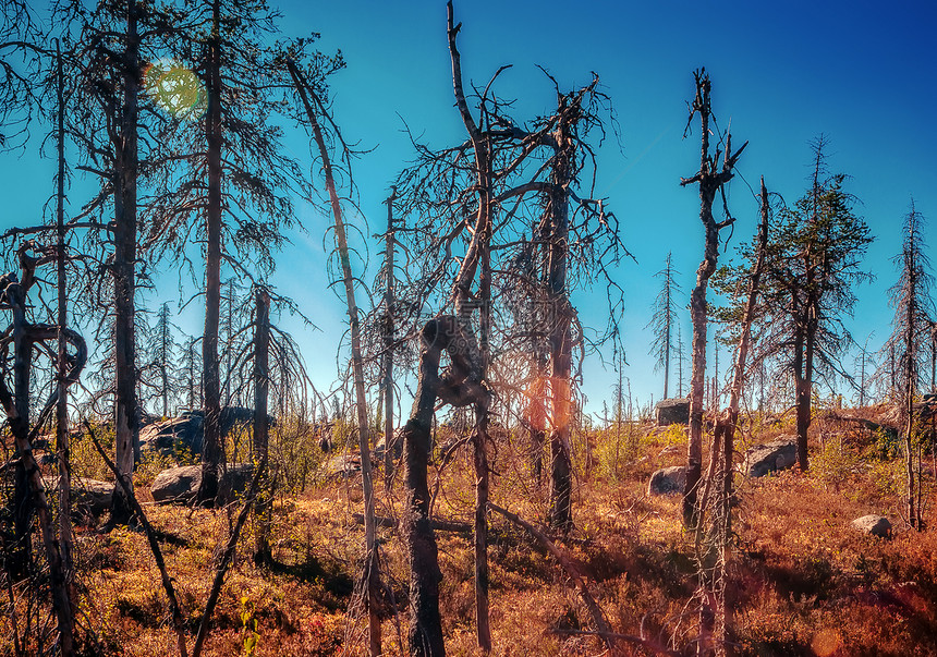 扭曲的裂缝Karelian保留地的奇怪干枯树夏天晚上在Karelia的魔法枯木戏剧图片