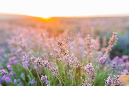 在日落时紫色的花粉在野外的紫色花草田里的美丽天图片