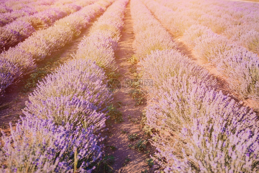 在日落时紫色的花粉在野外的紫色花草田里法语重点植物图片