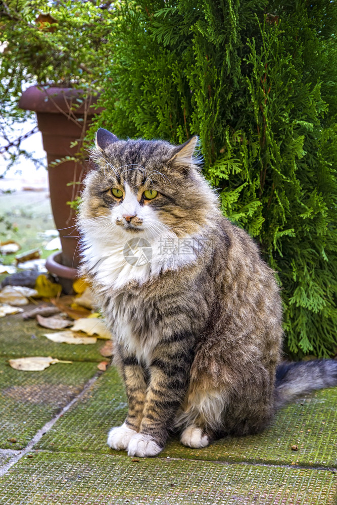 毛皮人们一种坐在花园棵树前的美丽小毛猫一张高贵的照片深目光图片