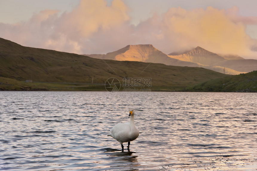 有色夏天法罗群岛地貌的横向风景图像CygnuscygnuswhooperswanSingschwan站在湖中其背景是远山夜晚太阳图片