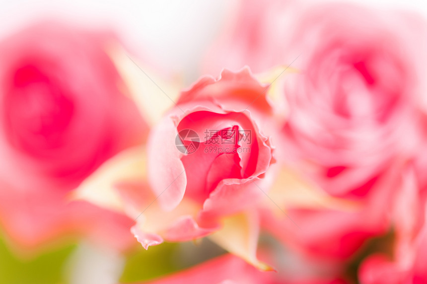 植物群紫色粉红烟熏玫瑰的紧贴以面糊颜色的软模bokoh纹理为背景涂色美丽的天然热粉红色卷心花浓香玫瑰的紧贴为背景涂层颜色的柔模糊图片