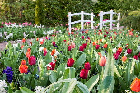 季节红色的木制荷兰公园白桥各种彩色郁金香图片