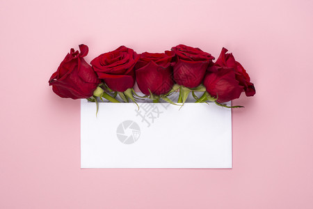 信封中的红玫瑰花图片