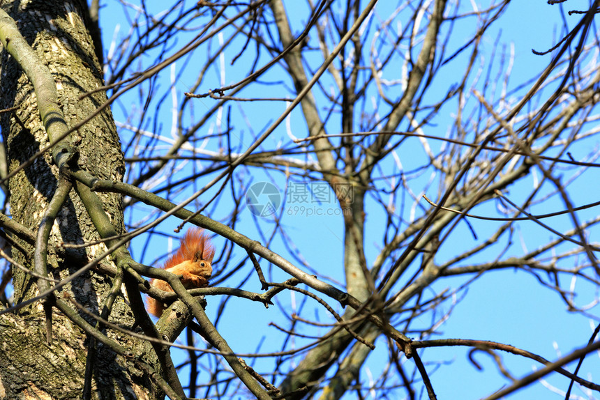 松鼠在春公园的树枝之间舒适地坐在树上对蓝天咬胡桃阳光明媚晴朗的一天照亮片模糊只小橘子松鼠坐在公园树枝之间的高处并咬胡桃生物户外动图片