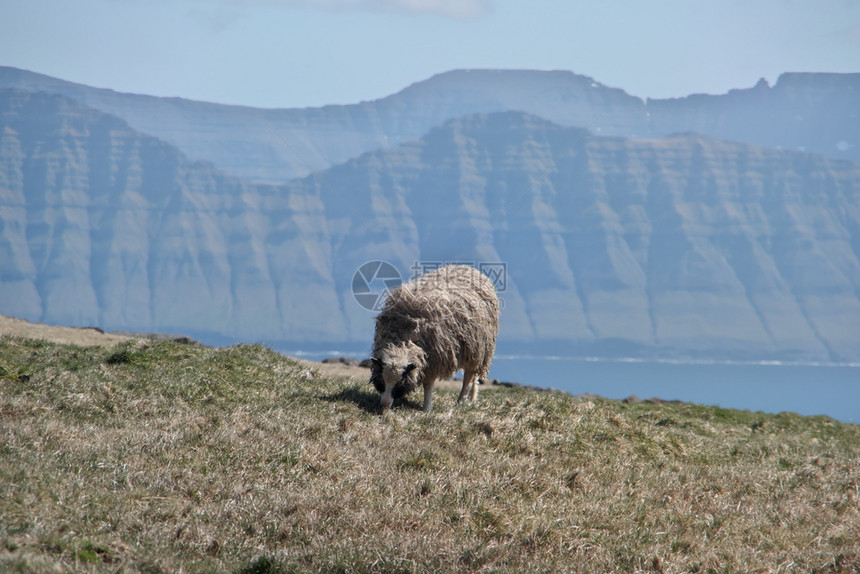法罗群岛地貌的横向景象其美丽的山峰和羊群出现在法罗岛地貌的光荣风景中明信片动物前景图片