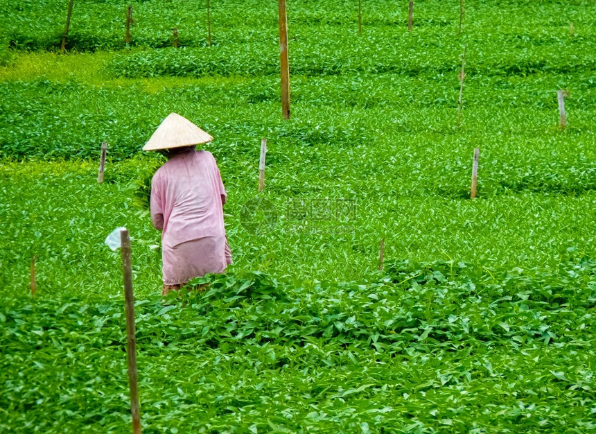 象征漂亮的越南HoiAn的和平人民生活方式减轻图片