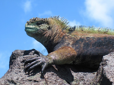 素食绿蜥蜴一种轮廓素食主义者岩石上的海鬣蜥amblyrhyncuscristatus在天空中勾勒出颜色是繁殖季节雄特有的这种爬行动物是厄瓜背景