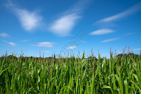 威斯特法伦全景云路德维希在阳光明媚的天与蓝之间近距离拍摄玉米田的画面背景