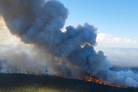 俄罗斯森林大火外贝加尔森林大火燃烧俄罗斯森林大火燃烧灾红色的胡茬图片