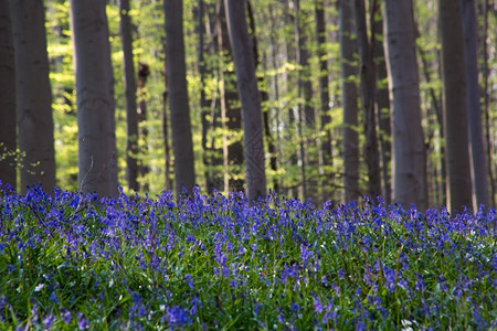 自然在比利时哈勒博斯Hallerbos的春天蓝铃花朵景观盛开图片