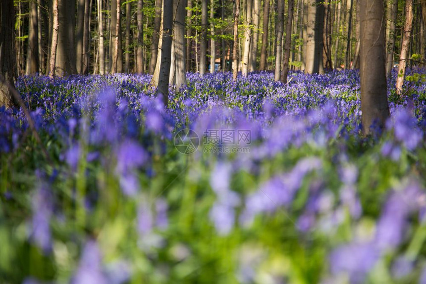 在比利时哈勒博斯Hallerbos的春天蓝铃花朵自然季节天堂图片