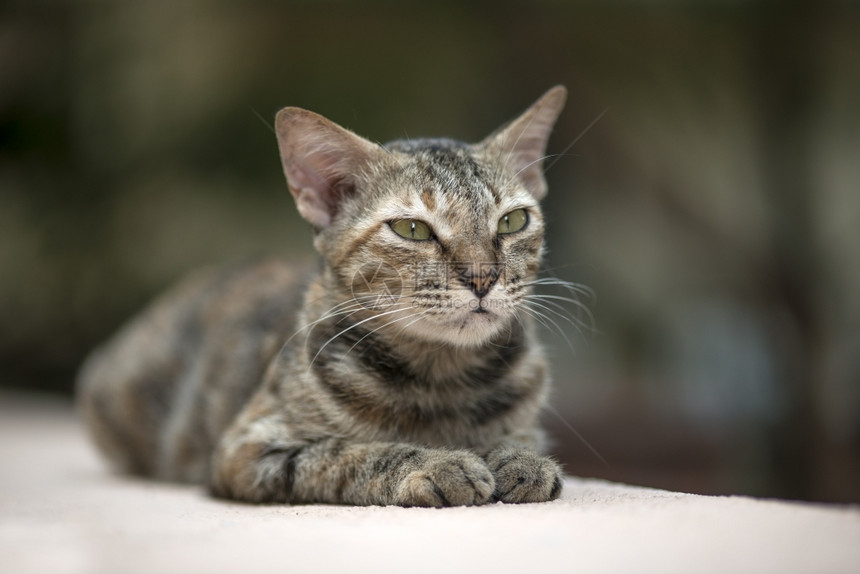 内部的虎斑猫流浪在墙上行走哺乳动物图片