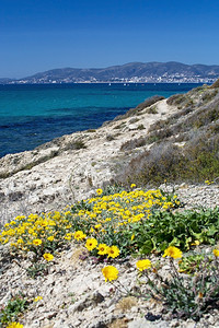 迎紫姑西班牙语或者自然3月在阳光明媚的一天与蓝色绿棕榈湾开花西班牙马洛卡西班牙黄绿红花迎着蓝色的海洋梅洛卡开花在3月1日的晴朗天气中背景