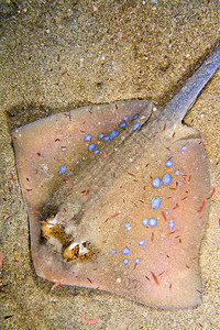 克雷尼察水下动物带浦蓝点刺雷泰尼乌拉淋巴雷布纳肯海洋公园布纳肯北苏拉威西印度尼亚洲背景