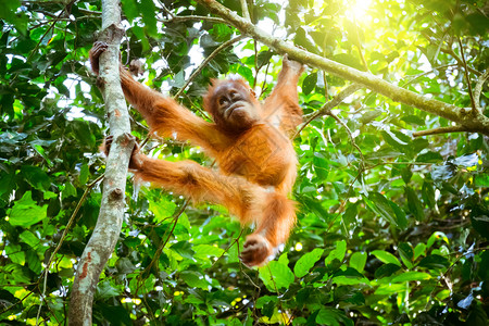 长在树上的小猩印度尼西亚苏门答腊野生雨林动物中栖息于树上在热带雨林中栖息于树上的动物RatureSumatra哺乳动物旅行亚洲图片
