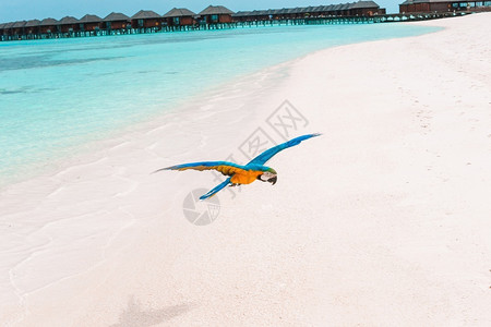 拿不动鸟自然海滩马尔代夫白沙上可爱的彩色鹦鹉马尔代夫白沙上有趣的彩色鹦鹉背景
