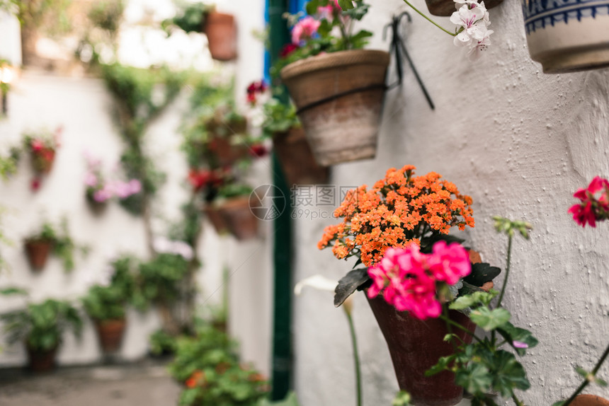 西班牙安达卢亚州科尔多瓦典型的Andalusia庭院有很多植物村庄丰富彩的城市图片