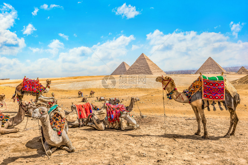 在吉萨沙漠埃及金字塔和骆驼的附近栖息的骆驼地点建筑学墓图片