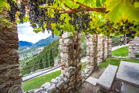 城堡圆锥花序特伦蒂诺意大利卡斯特罗迪阿维奥特伦托的葡萄酒种植图片