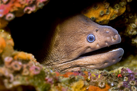 海里的鳗鱼应对蓬塔斯高清图片