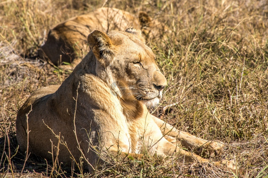 荒野狮子们躺在非洲南部公园的草地上因为他们刚吃完饭你可以靠近动物群可以接近动物群因为它们刚吃完饭一顿景观图片