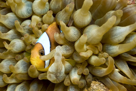 阿内利尼互惠利的双带环境红海鳕鱼两带的阿内莫尼鱼安菲普里翁西辛图斯珊瑚礁红海埃及非洲背景