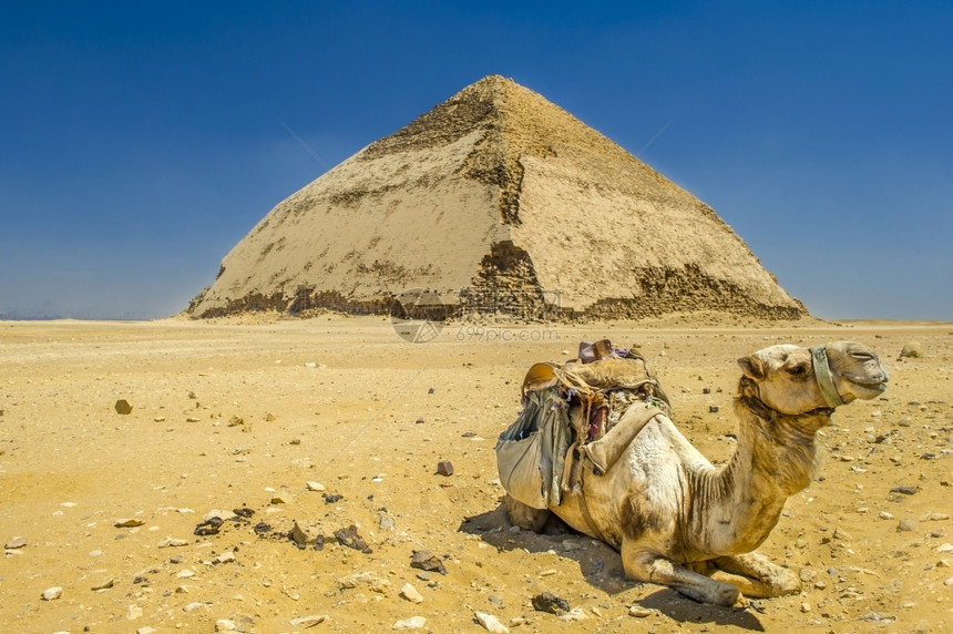 懒惰的教科文组织在埃及开罗所有Dakkhur金字塔前一连排骆驼运送游客图片