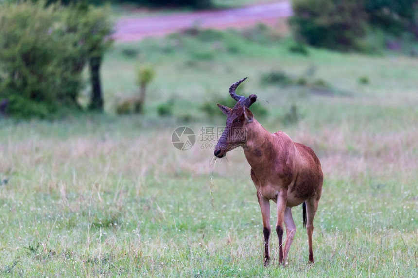 非洲棕色的哺乳动物一只托皮羚羊站在不同的灌木丛之间高草地上托皮蚂蚁站在不同灌木丛之间的高草地上图片