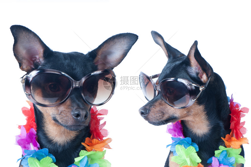 衬衫毛里求斯马尔代夫狗夏威夷风格的小狗孤立旅游者行时装玩具泰瑞图片