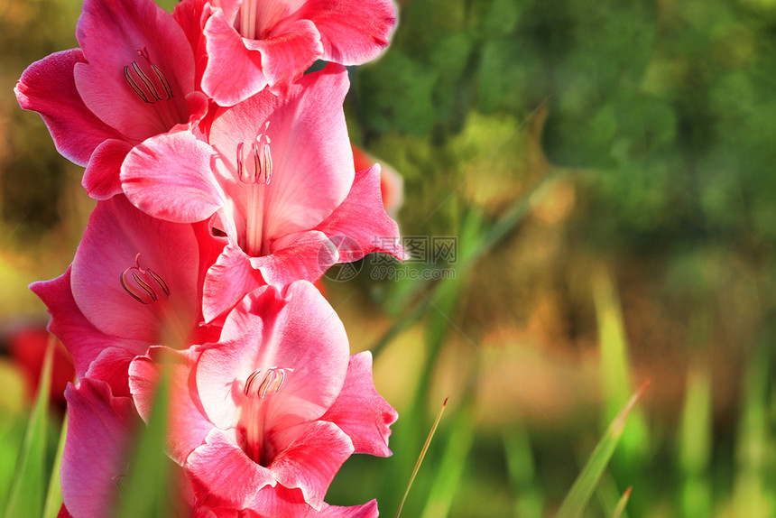 在花园阳光开的线中粉红色角斗士在明绿叶之幕下在花园露出温柔的阳光照亮着园艺粉色的爱新鲜图片