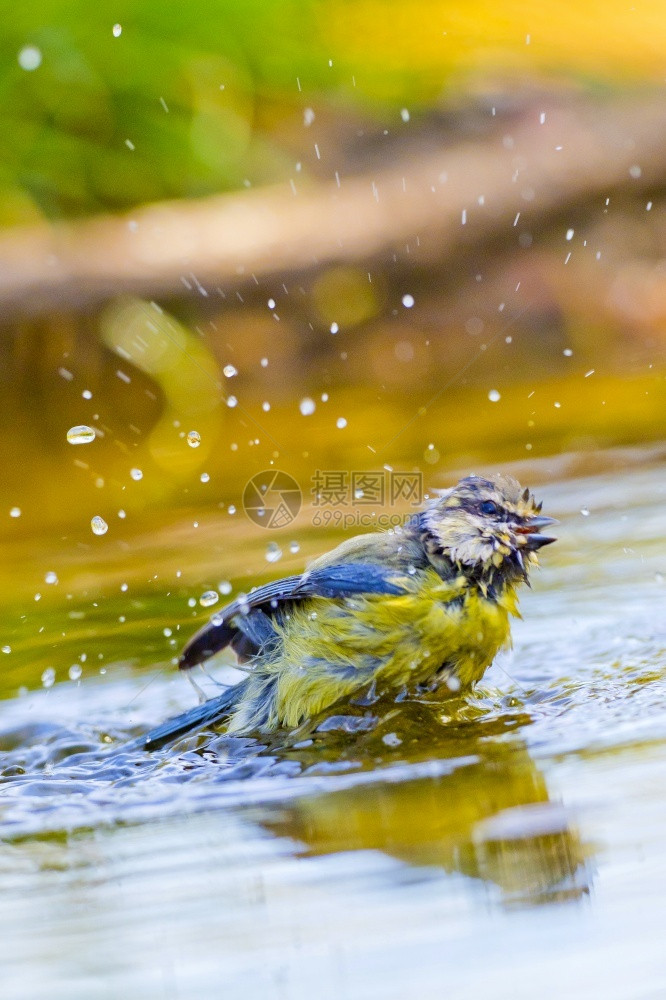 雀形目绿保护蓝山雀Paruscaeruleus森林池塘西班牙森林卡斯蒂利亚和莱昂西班牙欧洲图片