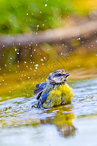 蓝山雀Paruscaeruleus森林池塘西班牙森林卡斯蒂利亚和莱昂西班牙欧洲蜡笔形目生物多样芬奇背景图片