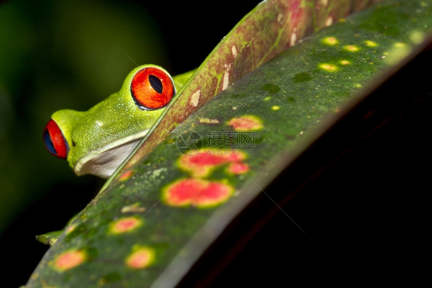 生物多样态旅游红眼树青蛙阿加利赫尼斯喀米地亚热带雨林科瓦多公园奥萨保护区半岛哥斯达黎加中美洲水利图片